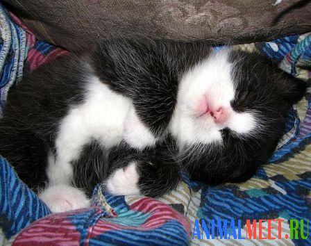 Черно-белый котенок спит