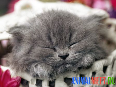 Котенок - как сладко спится