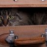 Кошка в чемодане