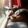 Доберман и кошка у окна
