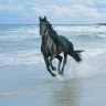 Черная лошадь бежит по берегу вдоль моря