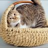 Британская короткошерстная кошка сидит в плетеной корзине