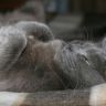 Русский голубой кот спит на спине