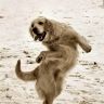 Собака танцует ломбаду