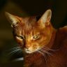 Красивая абиссинская кошка