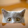 Глазастый котик