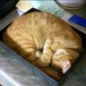 Кот спит в коробке