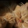 Персидская кошка спит после тяжелого дня