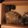 Фото кошка в коробке спит