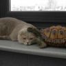 Кошка и черепаха
