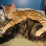 Кошка и котенок - как сладко спится