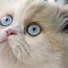 Персидская кошка с голубыми глазами