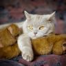 Британский короткошерстный кот лежит на игрушке