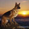 germanshepherd11