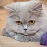 Британская короткошерстная кошка лежит на софе с игрушесной мыщкой