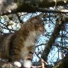 Кошка на дереве фото