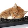 Кошка прилегла на клавиатуру
