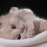 Милый котенок
