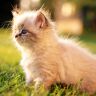 Котенок в траве 1