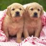 Два щенка в покрывале на траве