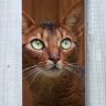 Фото абиссинского котенка