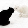 Черный и белый коты