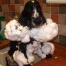 spaniel_1290073i