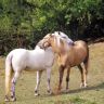 Две лошади обнимаются