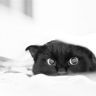 Черная кошка выглядывает из под простыни