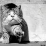 Кошка потягиевается черно-белое фото