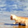 Котнок идет по воде