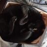 Черная кошка в коробке