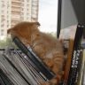 Котенок заснул в музыкальных дисках