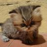 Маленький красивый котенок