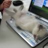 Котенок спит на ноутбуке