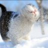 Кошка играет в снегу