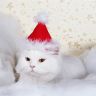 Белый кот в колпачке Санта Клауса