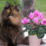 Персидская кошка любит цветы