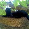 Черная кошка на дереве