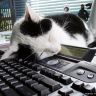 Котенок спит на клавиатуре