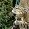 Кошка наслаждается цветами