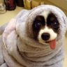 Собака замотана в полотенце