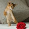 Котенок и красная роза