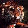 Свирепый тигр