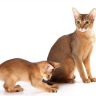 Абиссинская кошка и котенок
