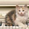 Котенок на рояле