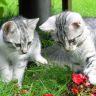Котята играют с цветком