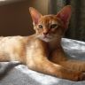 Абиссинская кошка красивое фото