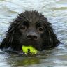Собака в воде с мячиком в зубах