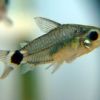 Карликовый сомик (Corydoras hastatus)